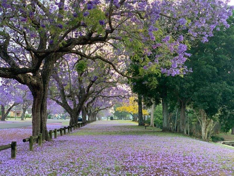 Jardines Verdes do Sul